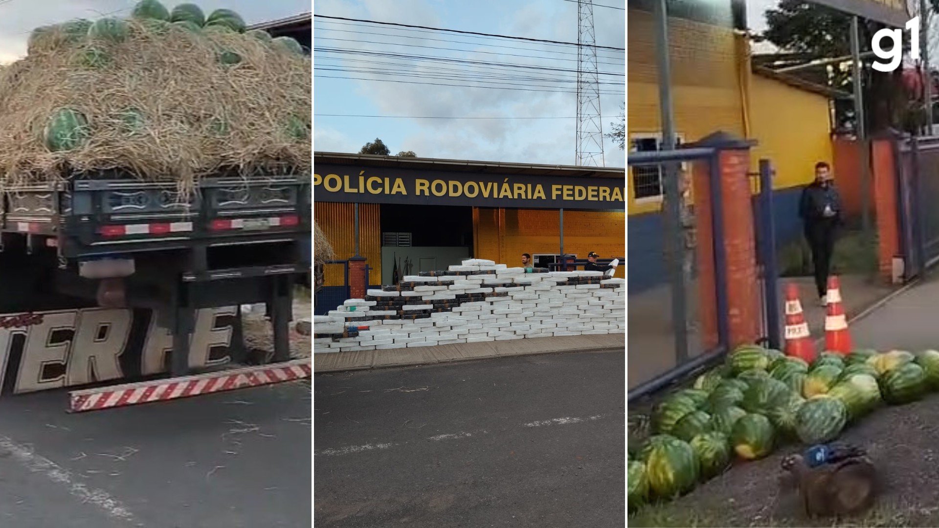 Carga de melancias esconde mais de 2,5 toneladas de maconha e motorista é preso na BR-386; droga é encontrada por cães farejadores