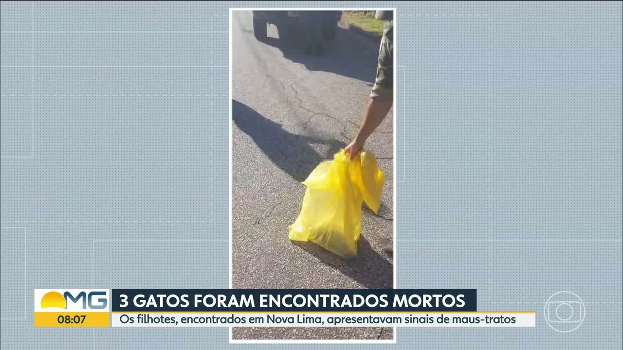 Polícia Civil investiga morte de três filhotes de gatos com sinais de maus-tratos em Nova Lima