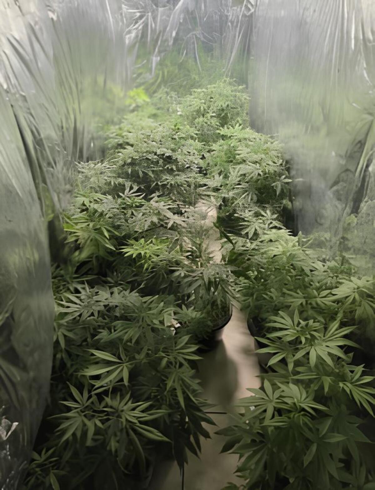 Polícia descobre estufa de maconha com controle de temperatura e ventilação dentro de apartamento em Montes Claros