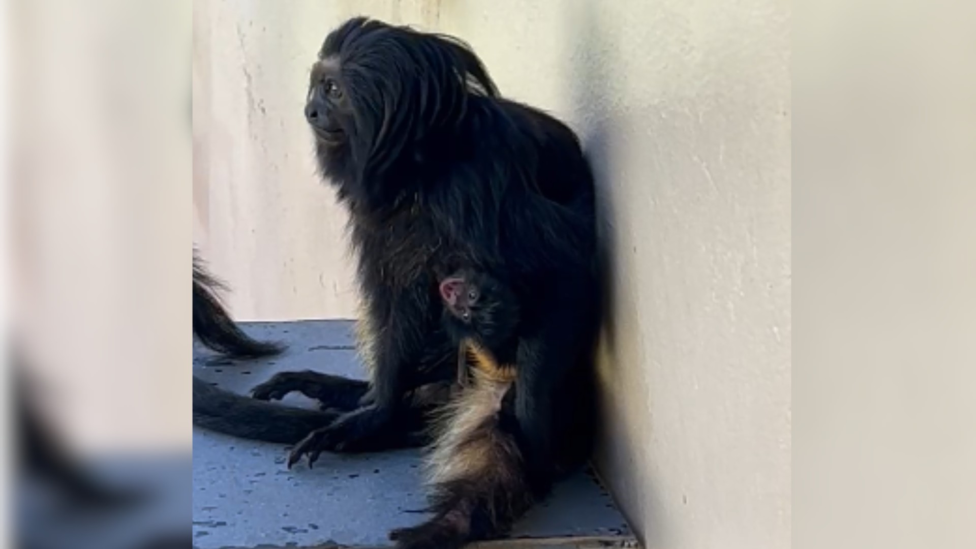 Centro de conservação em Araçoiaba da Serra comemora nascimento de mico-leão-preto