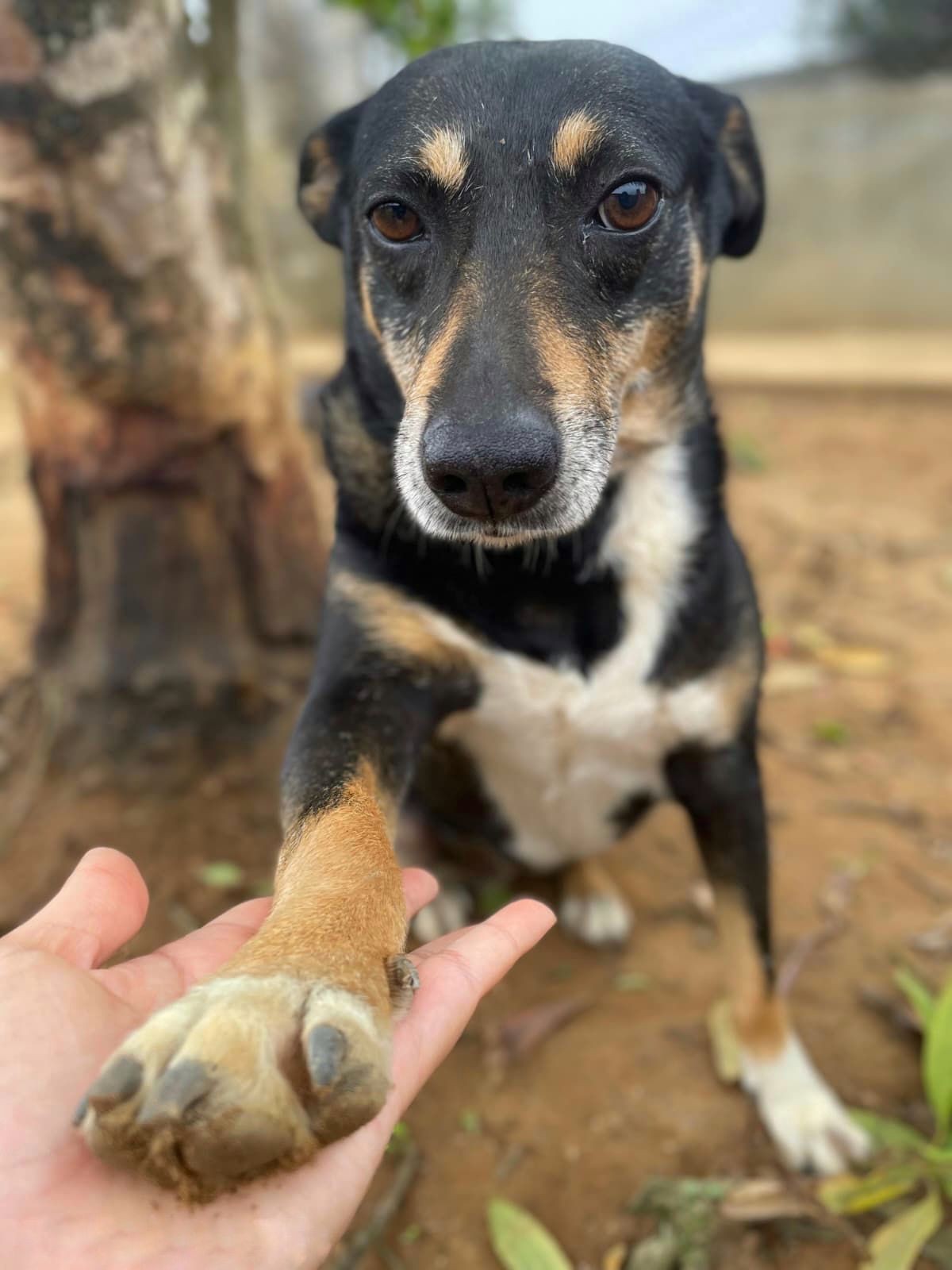 Mogi das Cruzes recebe mais de 1,5 mil denúncias de maus-tratos contra animais em um ano