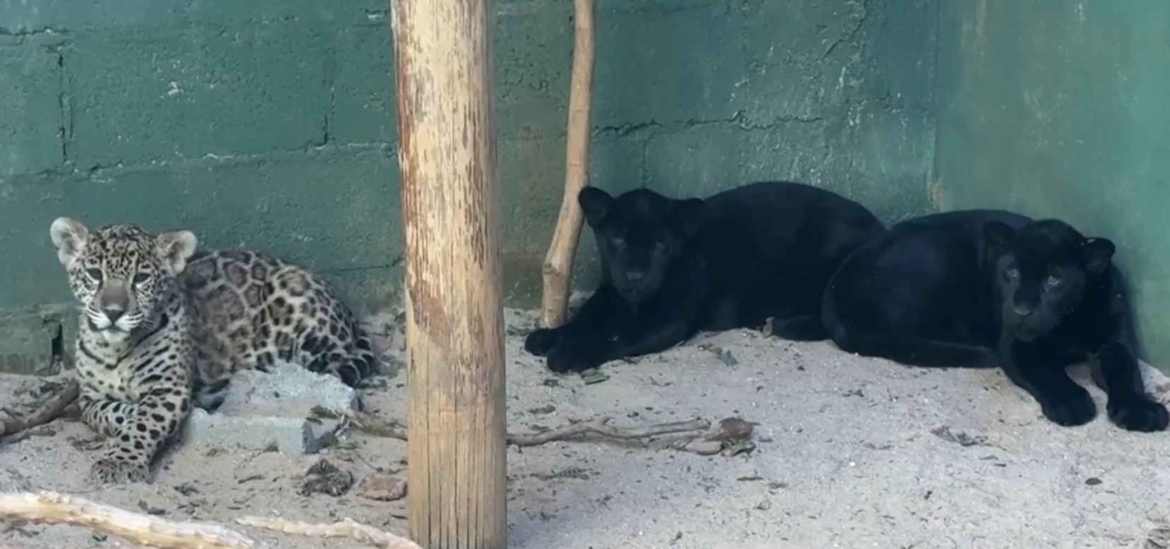 Filhotes de onça-pintada nascidos no interior de SP são transferidos a outros estados