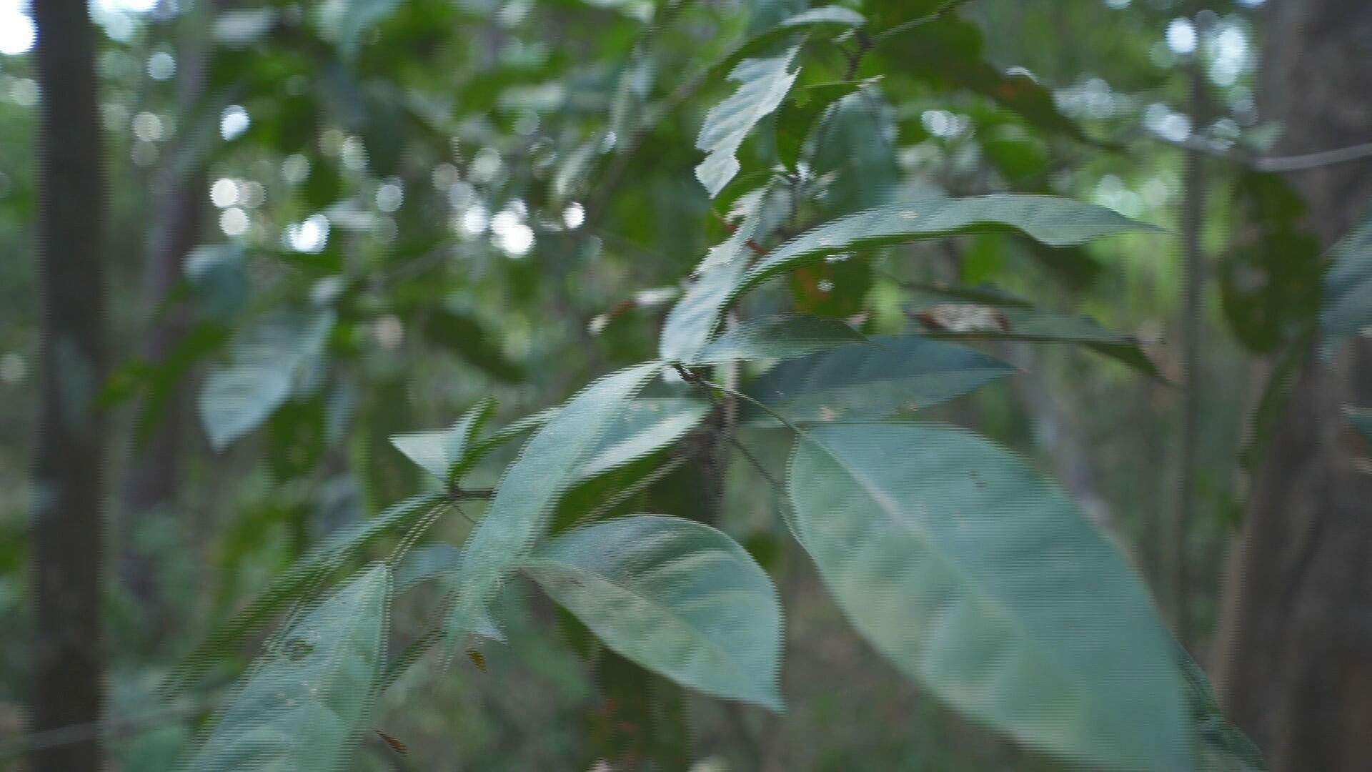 Cientistas de Pernambuco identificam planta capaz de retirar metais pesados do solo