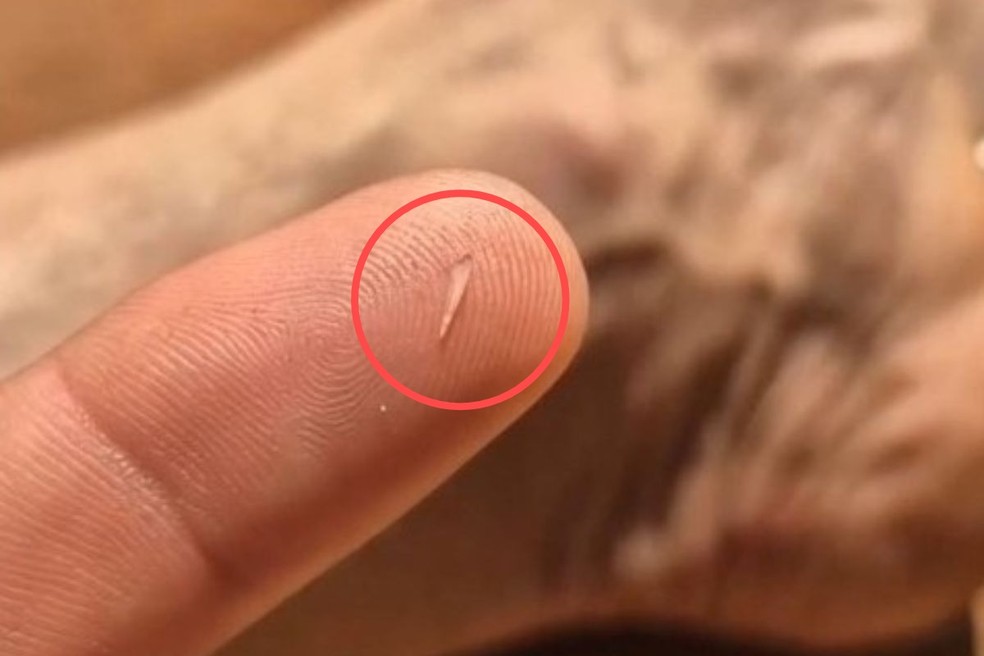 Dente que Rafael retirou da perna após ser mordido por sucuri. — Foto: Arquivo Pessoal