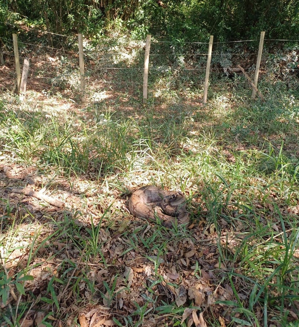 Jiboia de 'barriga cheia' é capturada perto de galinheiro em MG