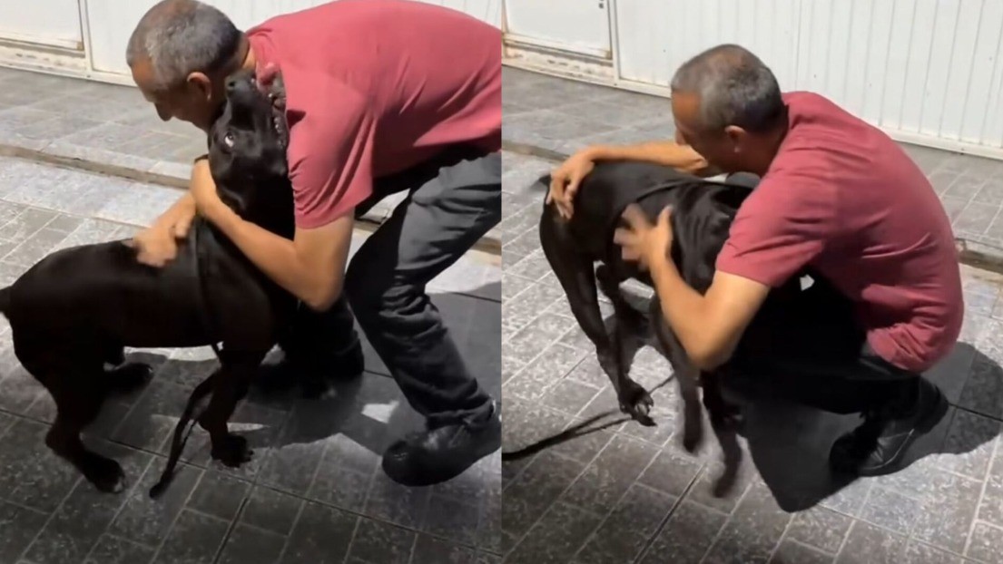 Pitbull e tutor se reencontram em Florianópolis e vídeo comove nas redes sociais