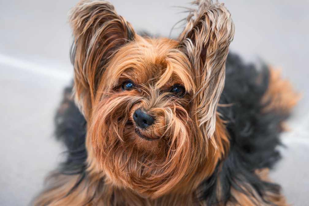 "Cachorrinho rabugento", finalista do Comedy Pet Photo Awards — Foto: Luiza Ribeiro/Comedy Pets