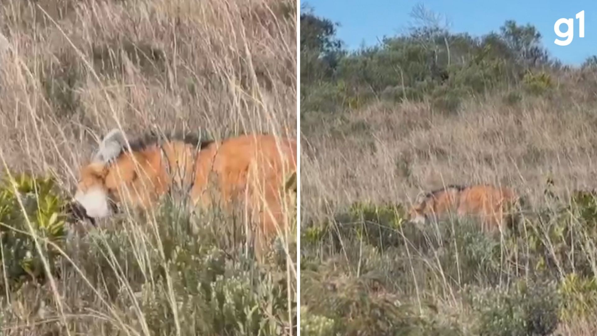 VÍDEO: Registro raro mostra lobo-guará, modelo da nota de R$ 200, se alimentando em cânion da Serra Gaúcha