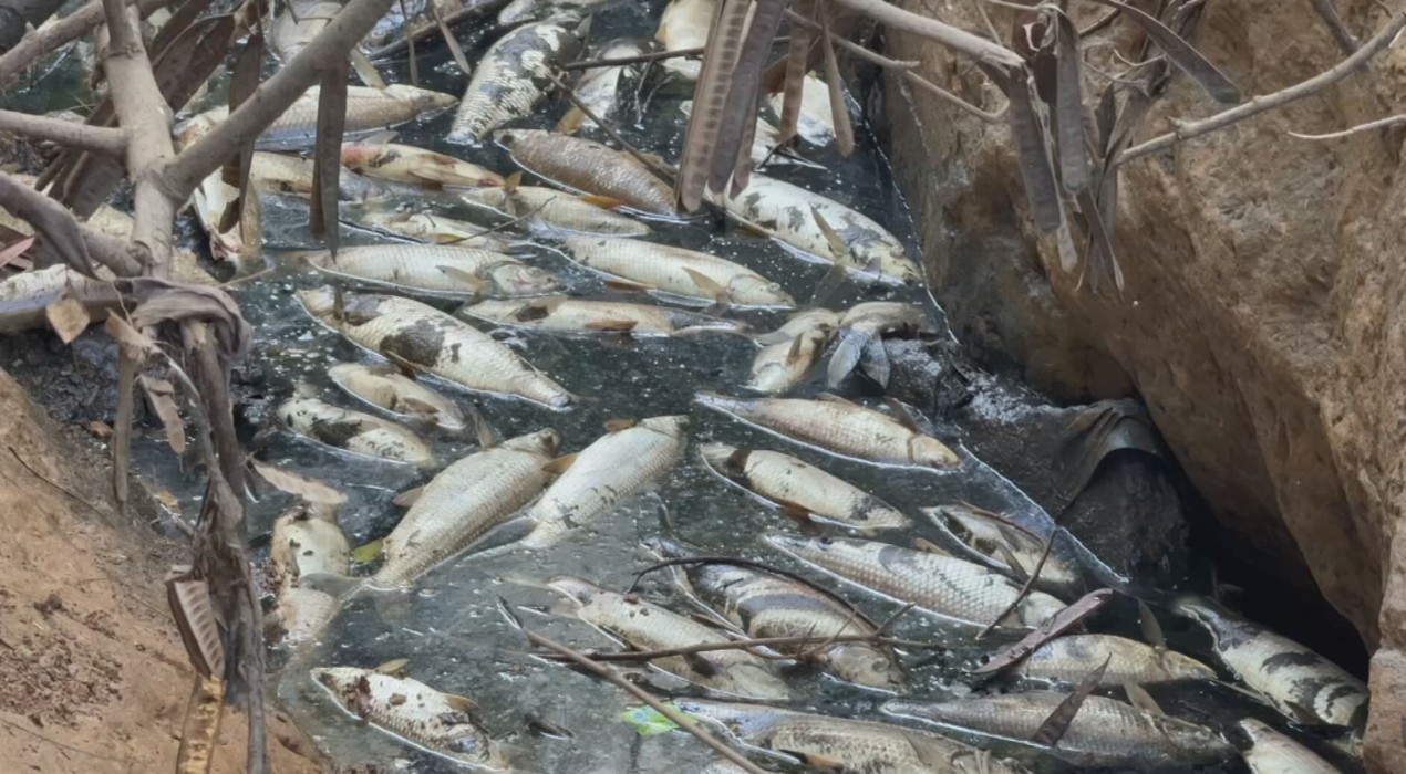 VÍDEO: peixes são encontrados mortos no Rio Tietê após 'água preta' atingir trecho em Salto