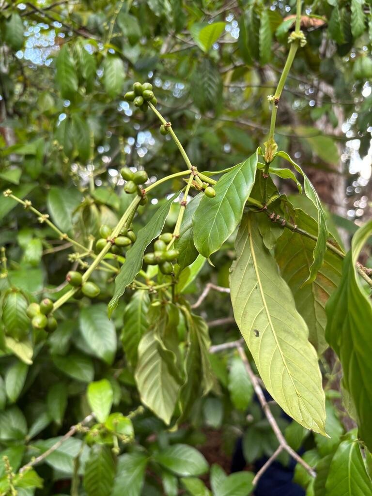 Plantas amazônicas serão testadas no espaço para tratamento de Alzheimer
