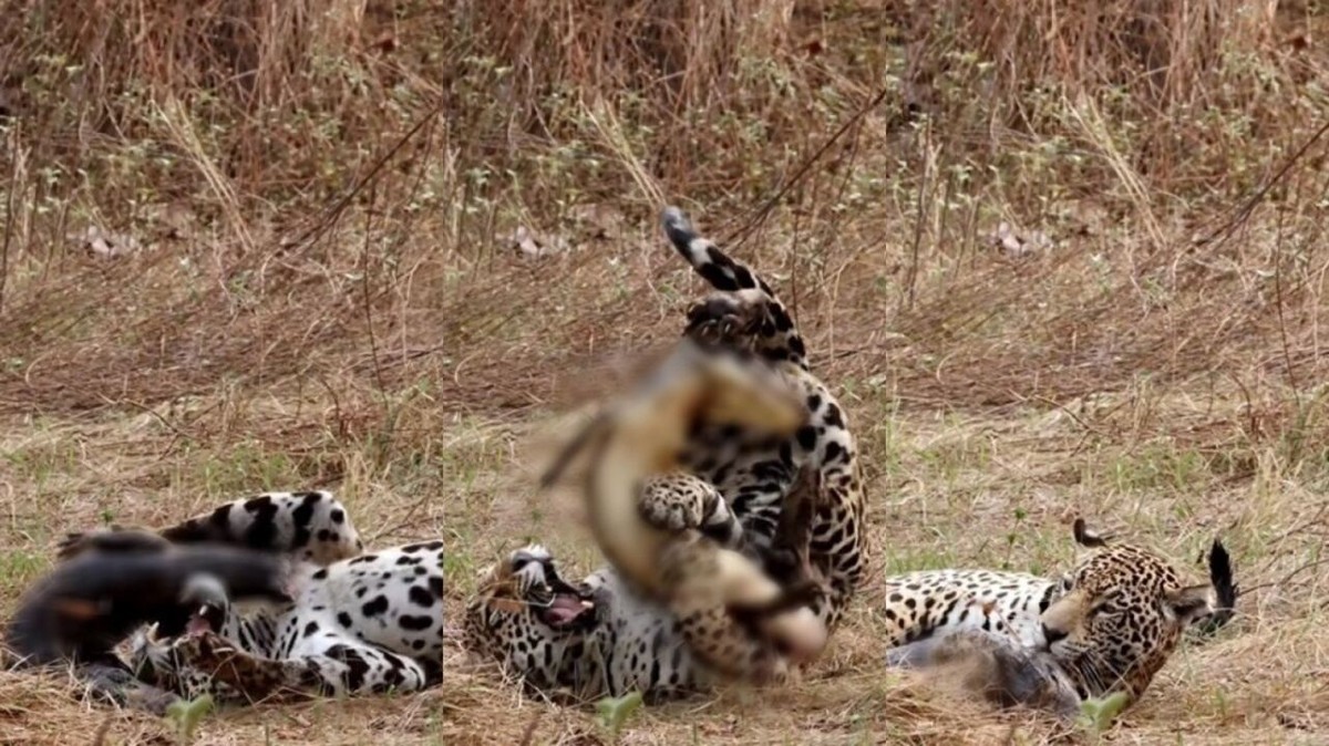 Onça-pintada é flagrada brincando com carcaça de jacaré no Pantanal de MS; veja vídeo