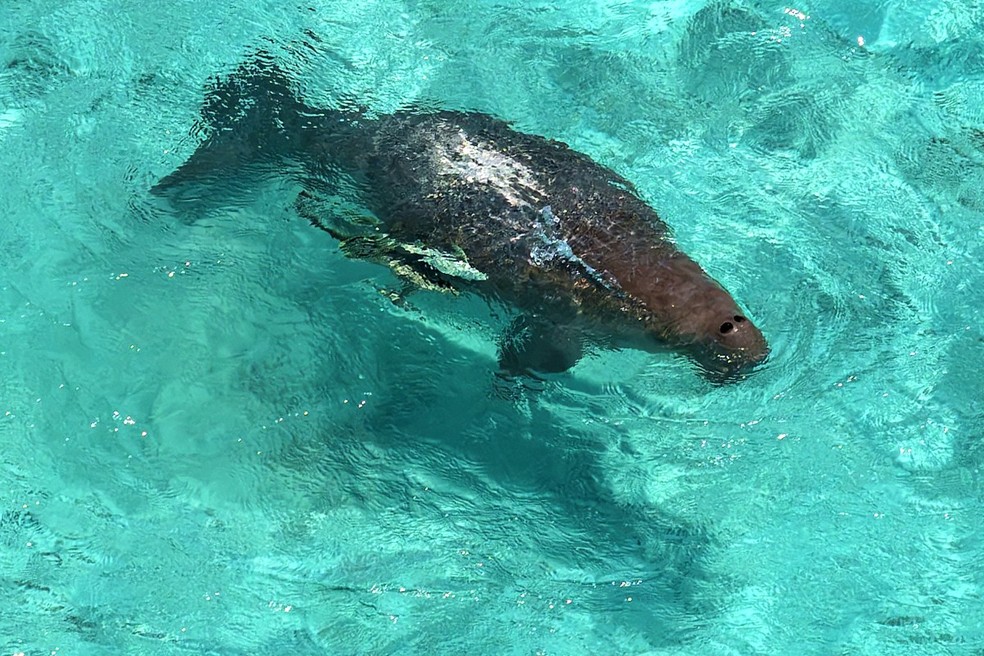 Dugongo, animal em extinção, visto no Palau em 3 de setembro de 2026 — Foto: Saeed Khan/AFP