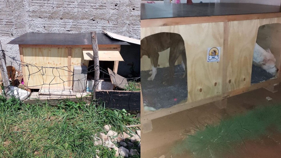Tainá cuida de cerca de quatro cachorros em sua rua, e as casinhas facilitaram os cuidados — Foto: Arquivo pessoal