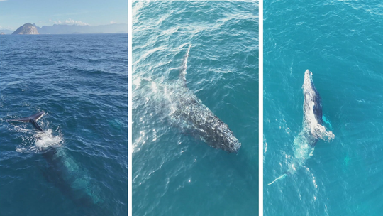 Como barulho humano alcança o fundo do mar e põe animais em risco: 'golfinhos gritando' e 'baleias encalhadas' - Os ruídos emitidos pela atividade humana no fundo do mar estão ficando cada vez mais altos.