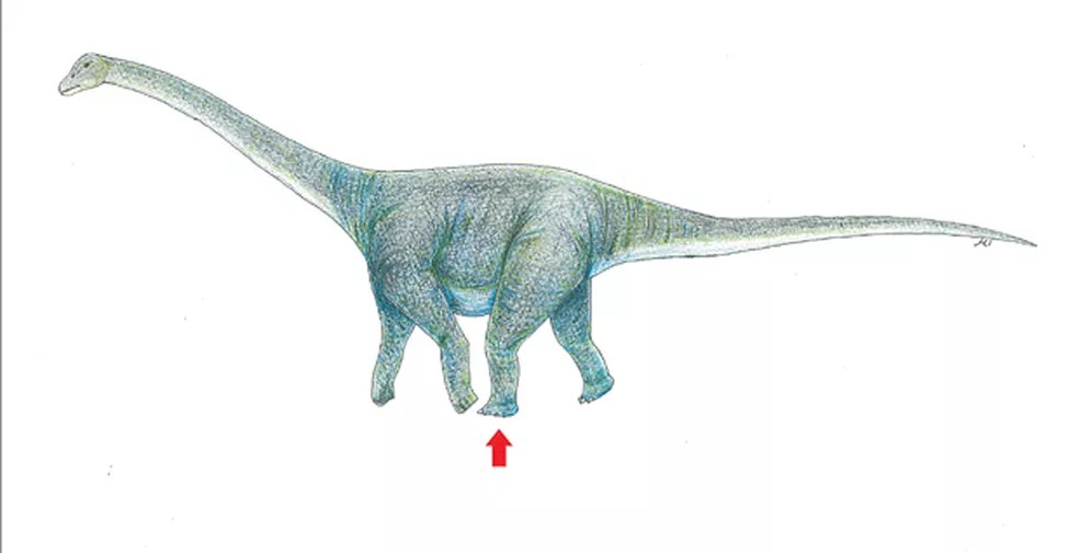 Titanossauros, donos da maioria dos ossos encontrados na região de Marília, tinham pescoço alongado e eram herbívoros — Foto: Okayama University of Science/AFP