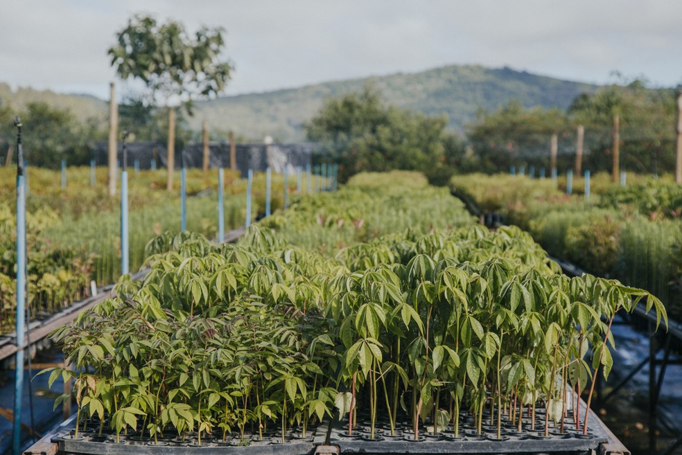 Berçário de árvores nativas da Mata Atlântica da Associação Copaíba, uma das iniciativas que integra o PACTO da Mata. — Foto: Tuane Fernandes/WWF-Brasi