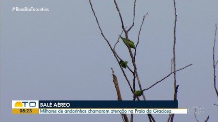 Revoada de milhares de andorinhas chama atenção na Praia da Graciosa em Palmas