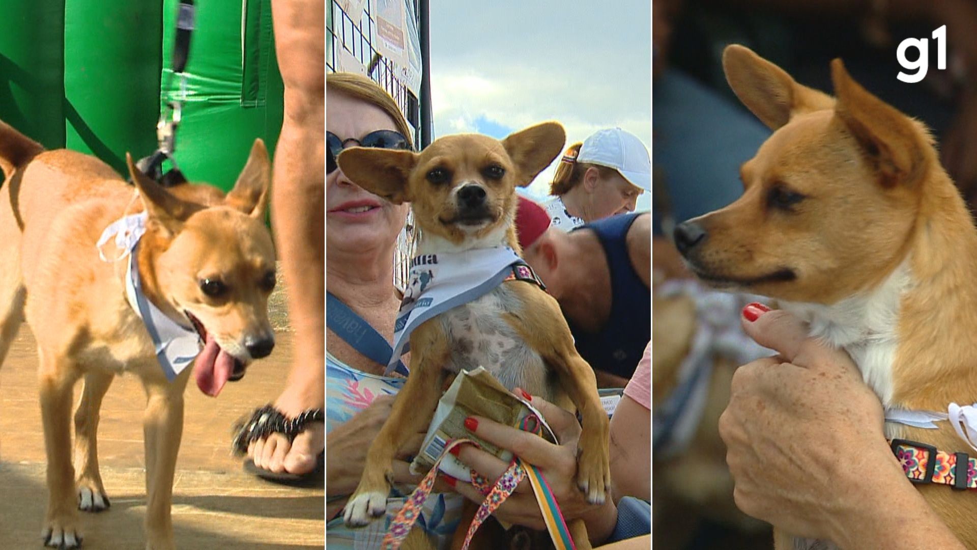 Desfile de Caramelos reúne mais de 50 vira-latas para incentivar adoção em cidade da Serra Gaúcha; VÍDEO