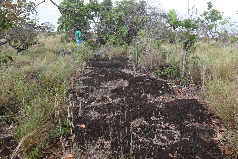 Pesquisa inédita descobre pegadas de dinossauros de mais de 100 milhões de anos na Amazônia