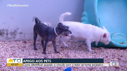 Saiba como identificar quando o apego entre pet e tutor se torna excessivo