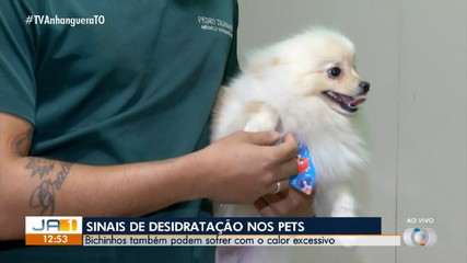 Veterinário explica como identificar desidratação nos pets