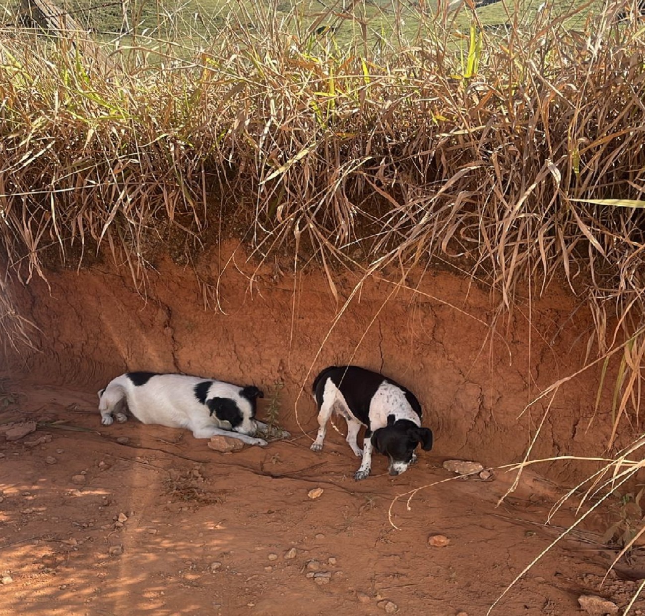 Seis funcionários da Defesa Civil de Cordeiro são presos por maus-tratos a cachorros