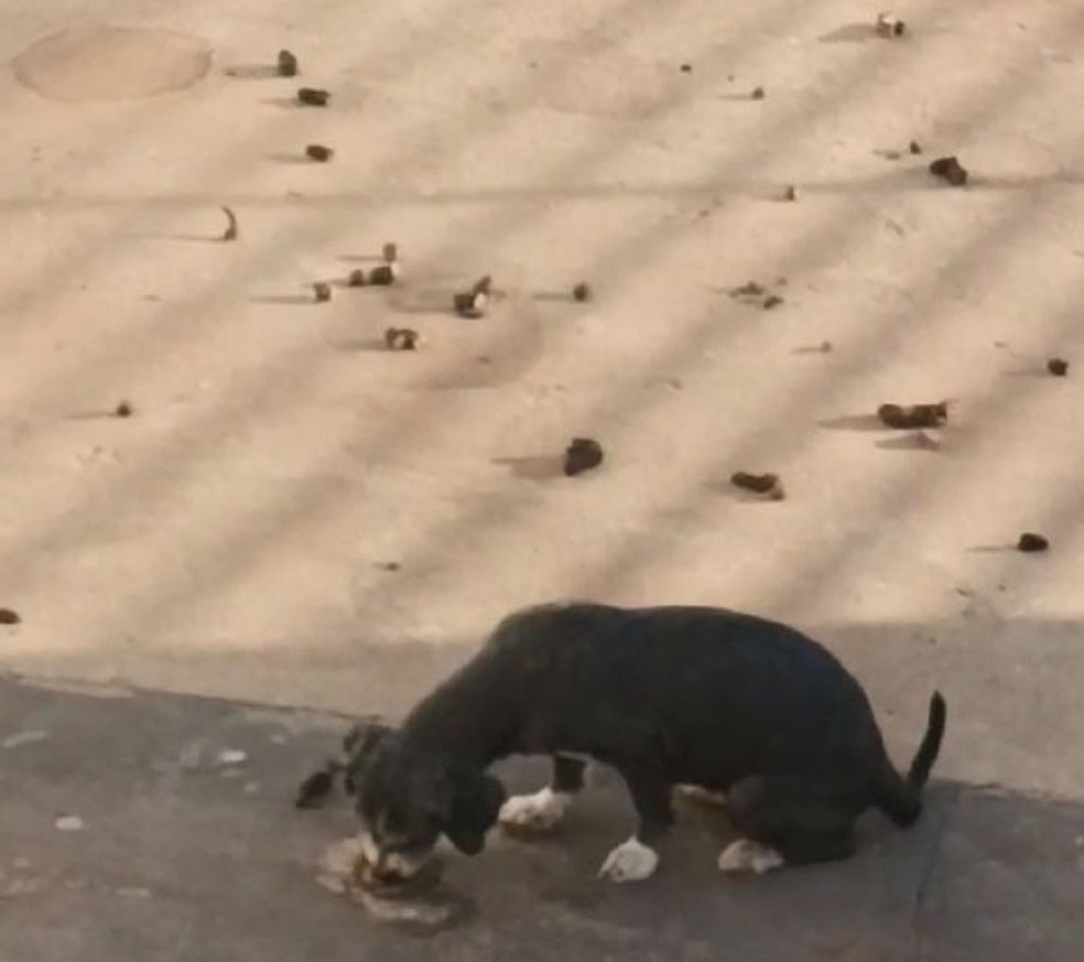 Cães vítimas de maus-tratos foram resgatados em Presidente Epitácio (SP) — Foto: Polícia Militar Ambiental