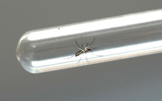 Covid ou dengue? Sintomas comuns confundem pacientes que buscam atendimento