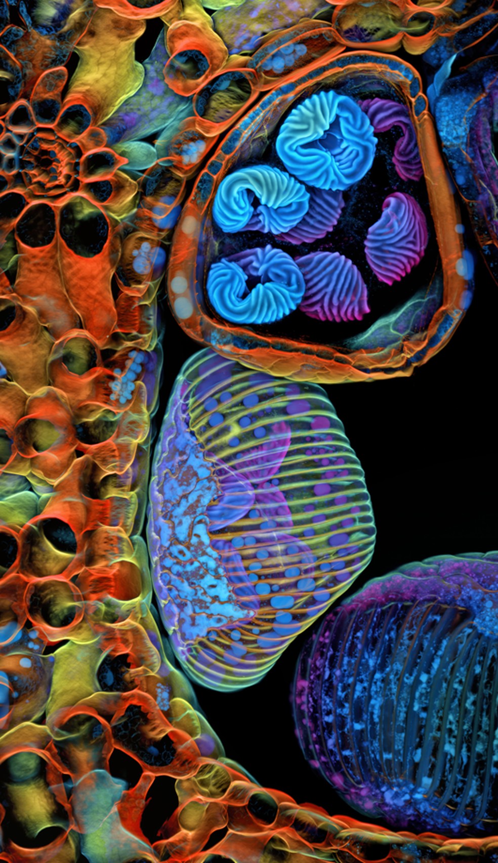 Esporos azulados e arroxeados de uma samambaia tropical (Ceratopteris richardii). A imagem do americano Igor Siwanowicz ficou em 5º lugar no Nikon Small World 2025. — Foto: Igor Siwanowicz / Nikon Small World 2025