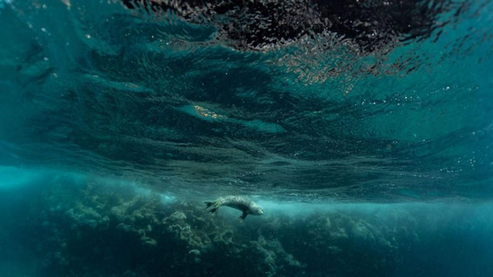 O Monumento Nacional Marinho Papahānaumokuākea é o lar de um dos mamíferos marinhos mais raros da Terra, a foca monje do Havaí — Foto: Getty Images via BBC
