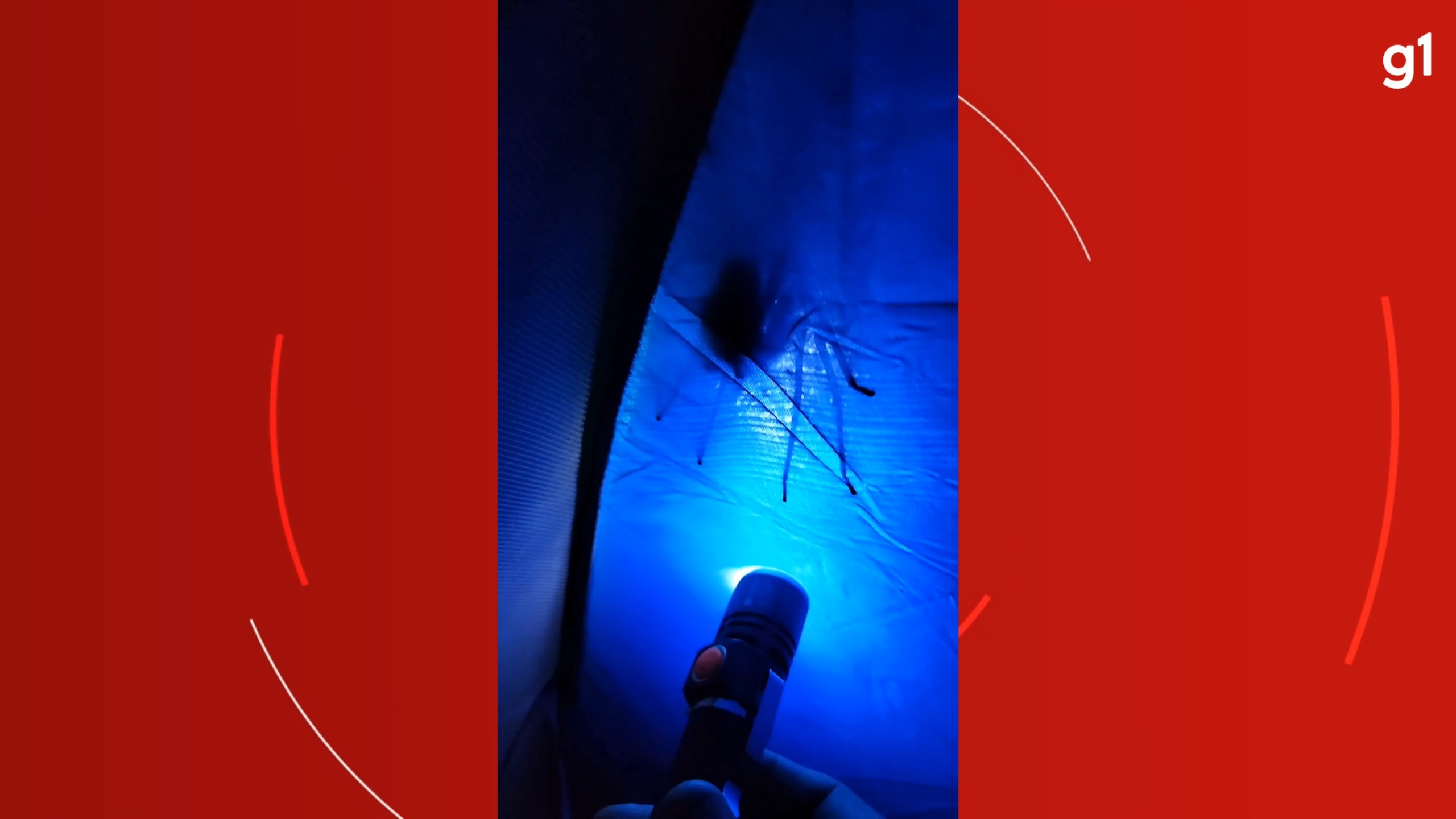 VÍDEO: Aranha gigante que pode saltar até 40 cm aparece em barraca de empresário que acampava em morro na Serra, ES