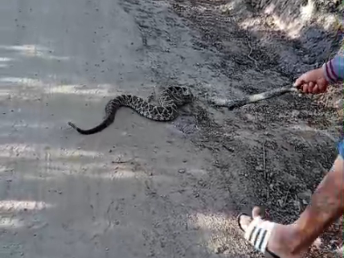 Homem é picado por cascavel ao tentar afastar cobra com pedaço de madeira em Capoeiras; VÍDEO