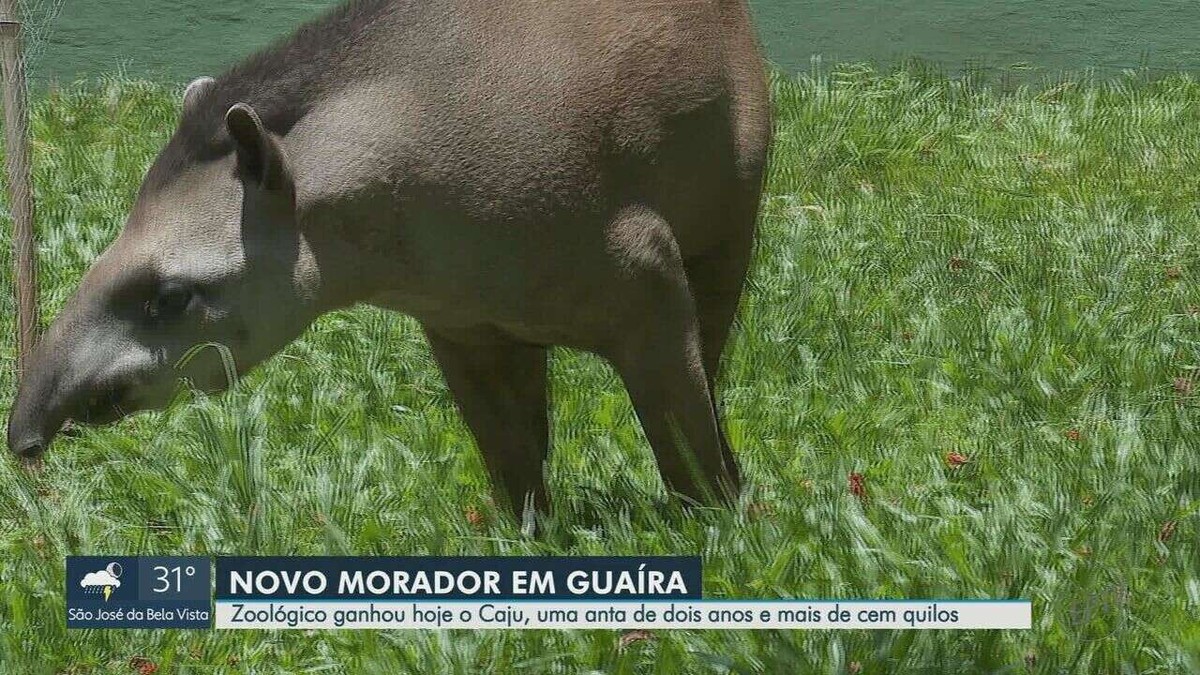 Rencontrez Caju, le tapir d’un zoo de l’intérieur de SP qui fait partie d’un programme contre l’extinction de l’espèce |  Ribeirão Preto et Franca