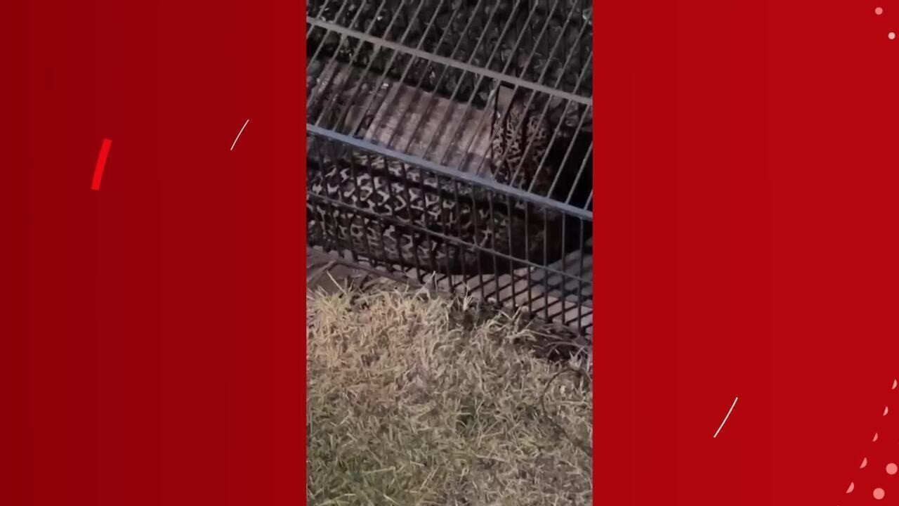 Onça-pintada é capturada na área urbana de Ji-Paraná, RO; vídeo mostra o momento