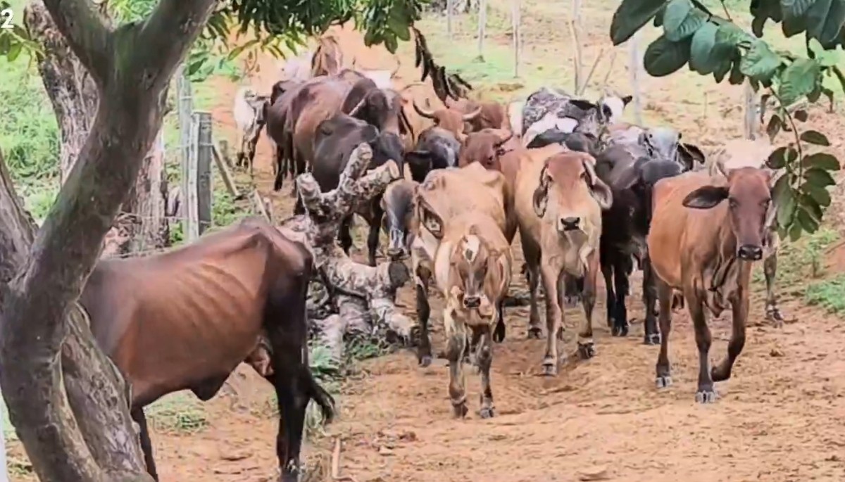 Casos de raiva animal são confirmados após morte de bezerros no interior do AM