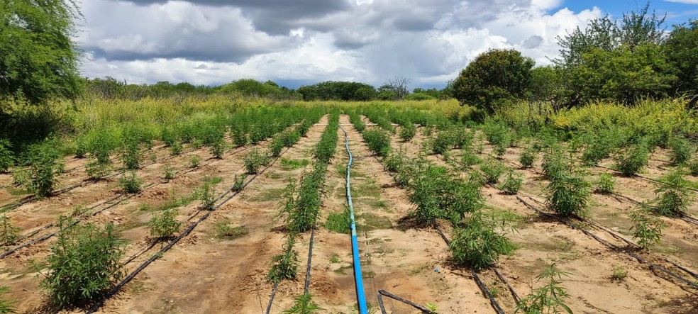 Plantação localizada em Abaré produziria 21 mil toneladas de maconha — Foto: SSP-BA