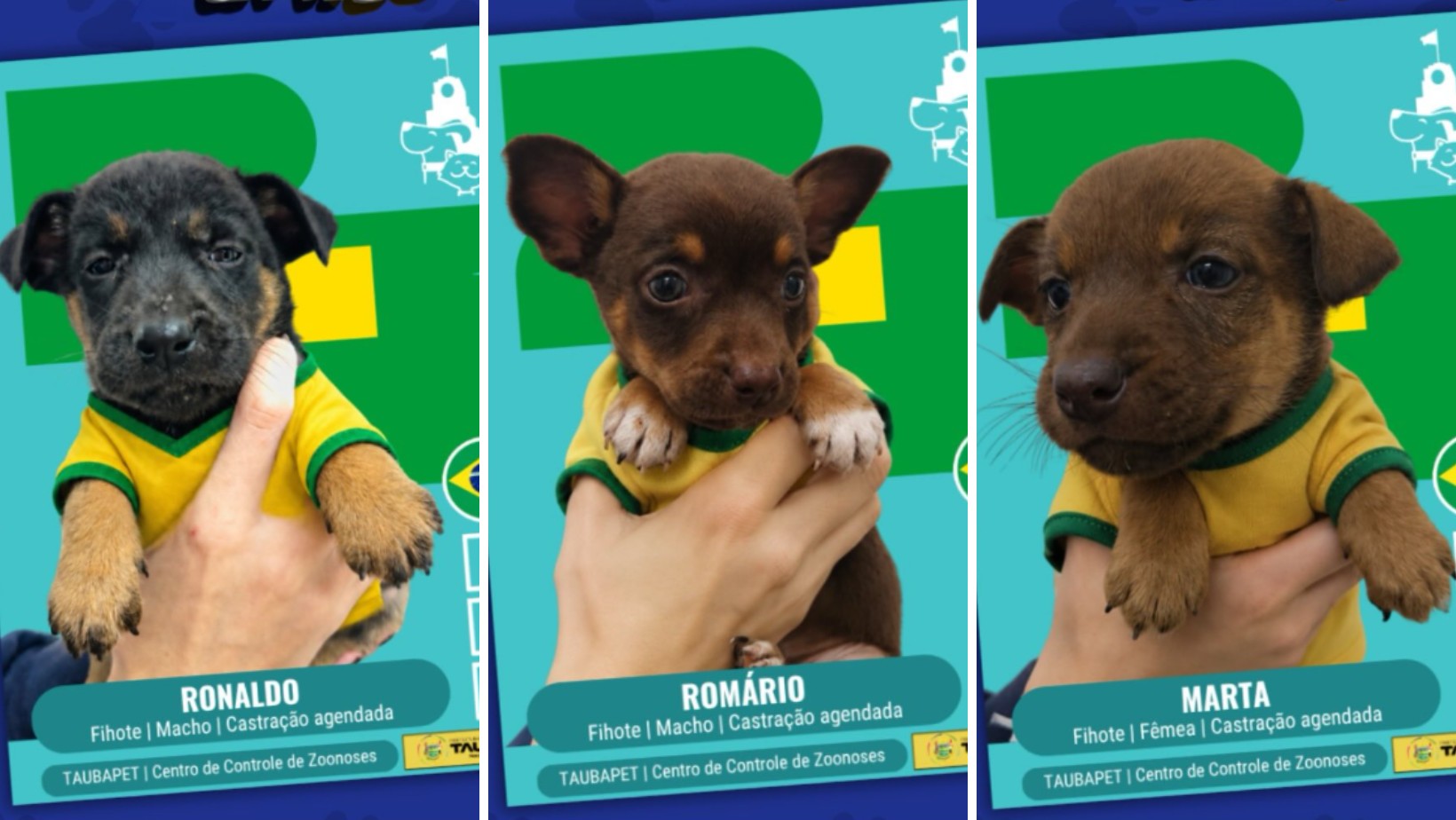 Em clima de Copa, pets em busca de um lar viram 'figurinhas' de craques para incentivar adoção em Taubaté