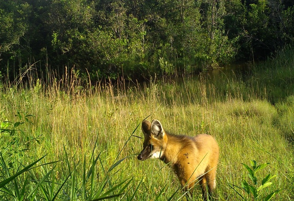 Raposinha encontrada nas florestas da Eldorado — Foto: Divulgação