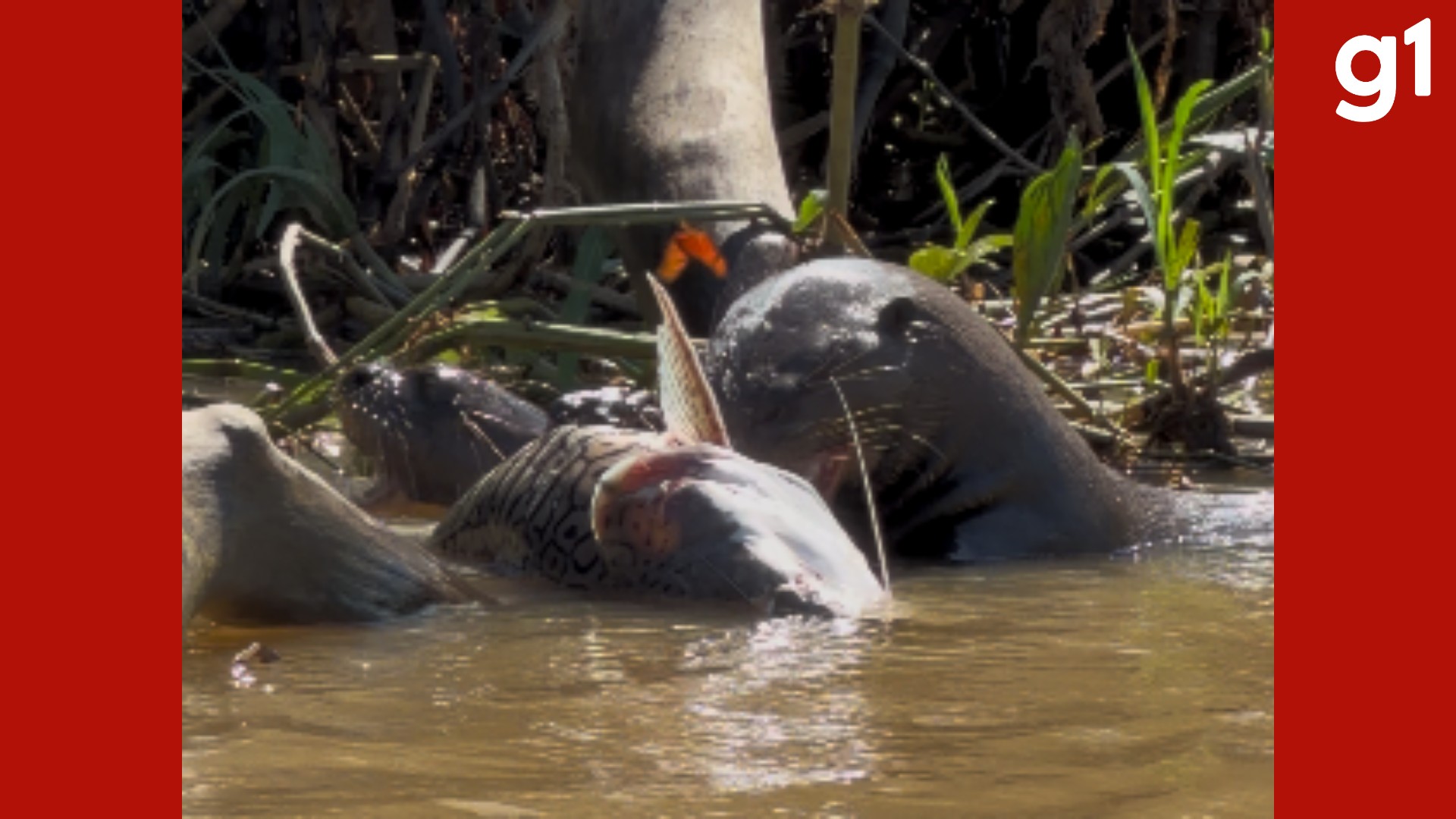 VÍDEO: ariranhas disputam peixe grande em rio no Pantanal de MT