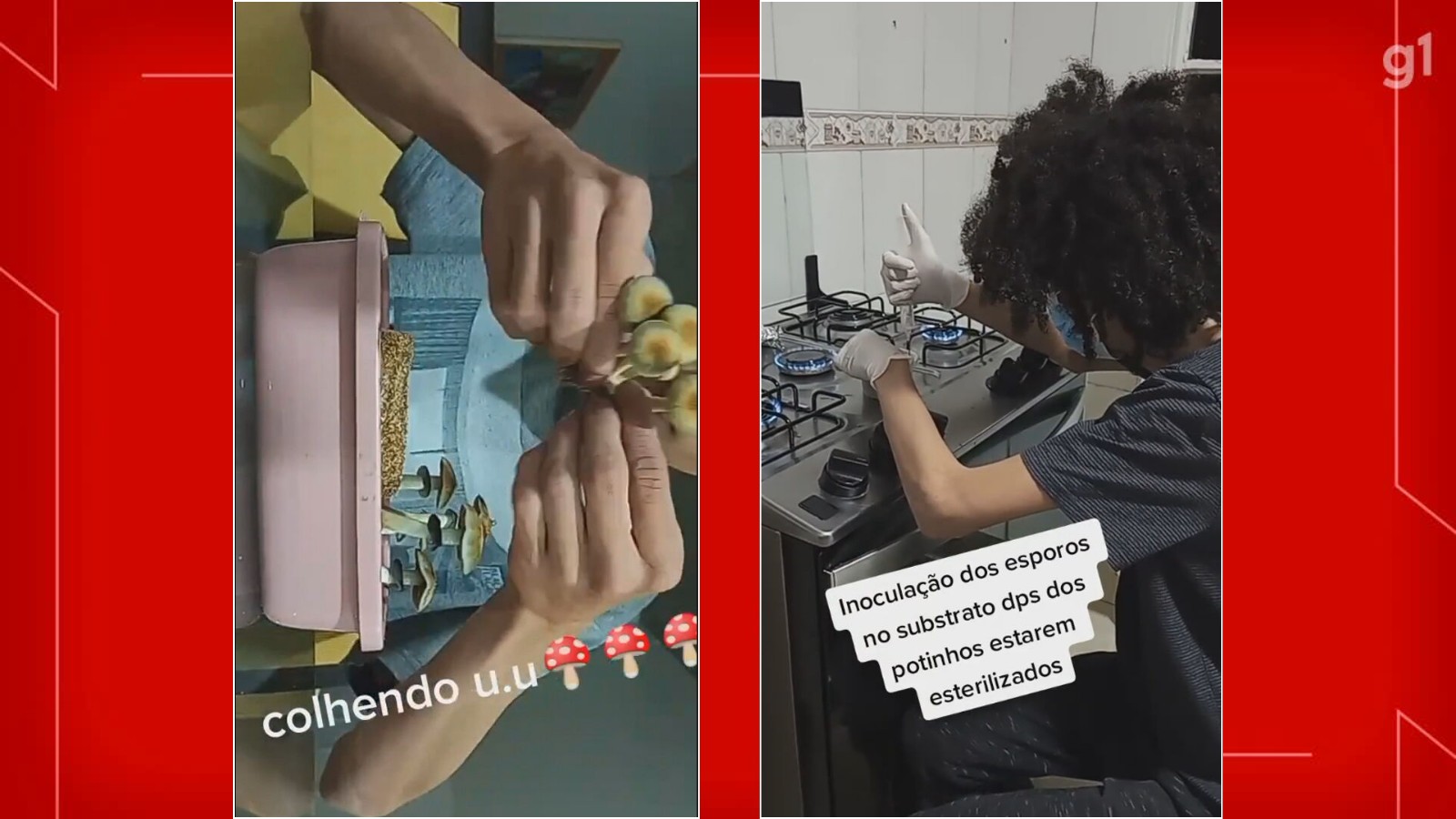 Preso no DF por vender 'cogumelos mágicos' postava produção do alucinógeno em rede social