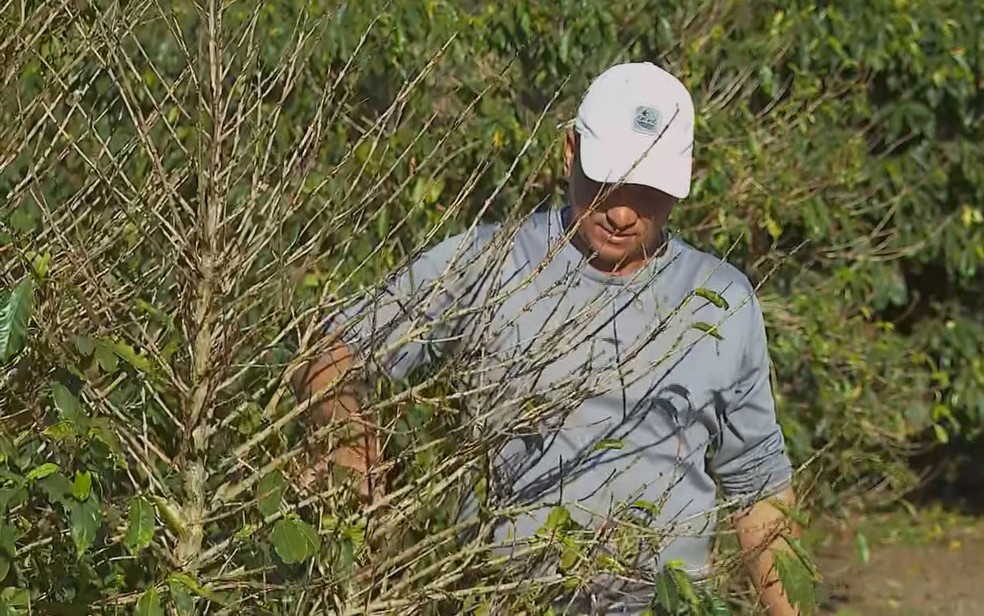 Chuva de granizo atinge 60% das lavouras de café em Monte Santo de Minas, MG — Foto: Reprodução / EPTV