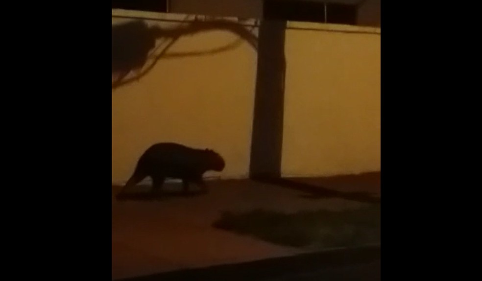 Capivara é vista em rua do Pulicano em Franca; animal teria voltado para  mata sozinho