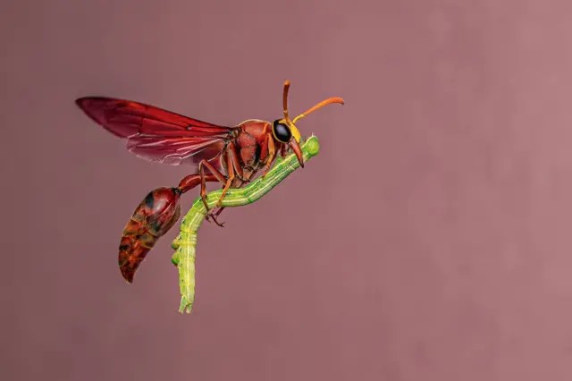 As imagens mais impressionantes de vida selvagem premiadas em concurso internacional