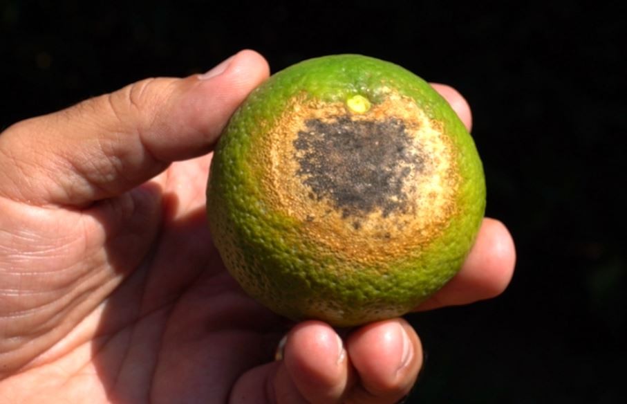 Produtores de laranja usam 'protetor solar' nas plantas para evitar prejuízos com calor excessivo no interior de SP