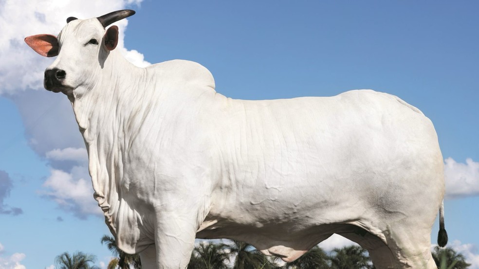 Donna foi vendida or R$ 54 milhões — Foto: SAP Assessoria