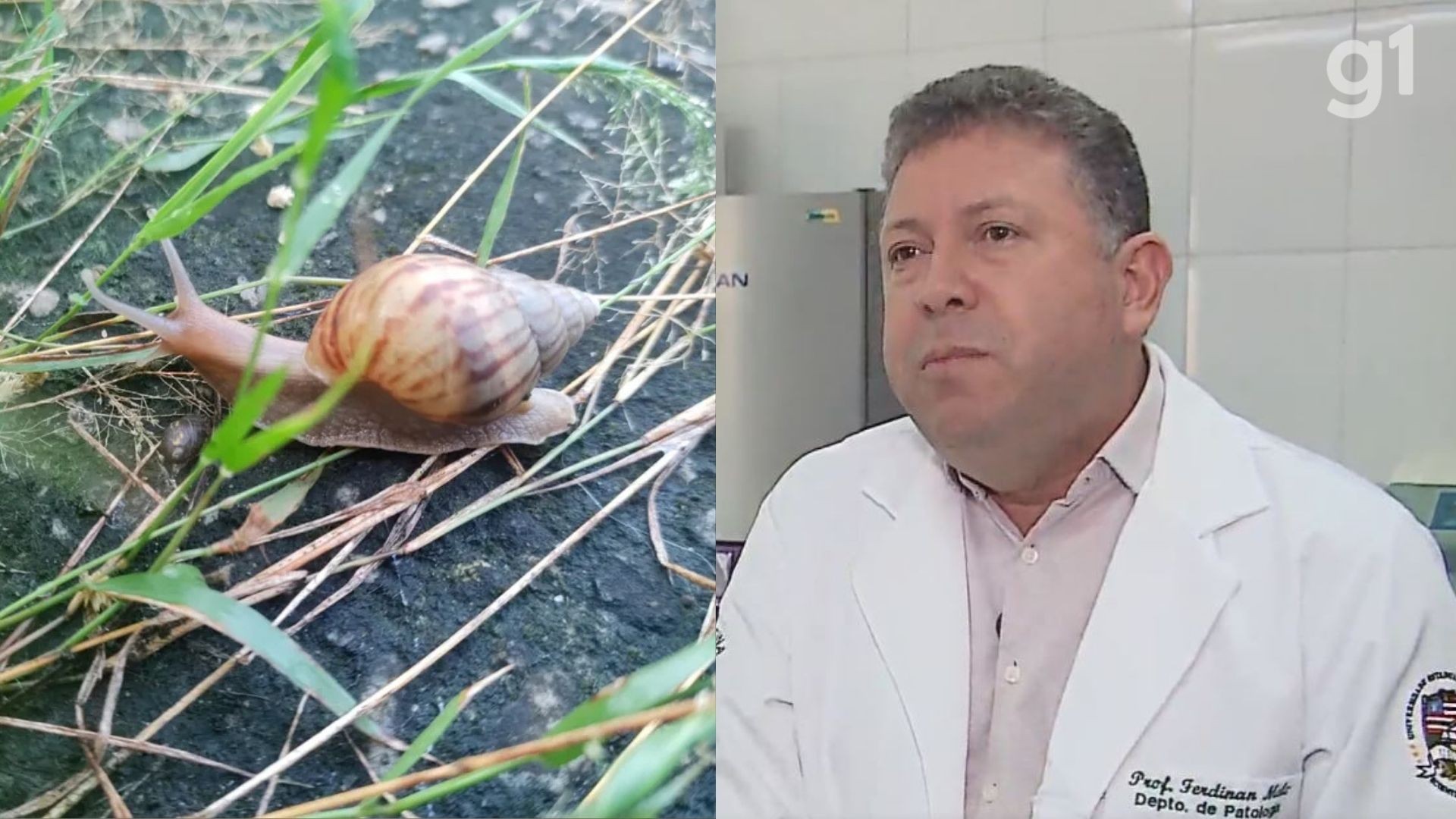 Pesquisadores investigam risco de transmissão de meningite eosinofílica por caracol africano em São Luís