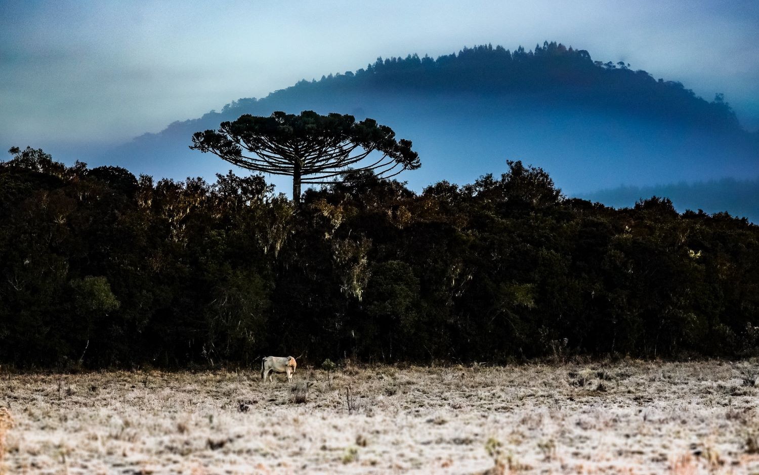 SC tem frio intenso e risco de temporais nesta quarta-feira | G1
