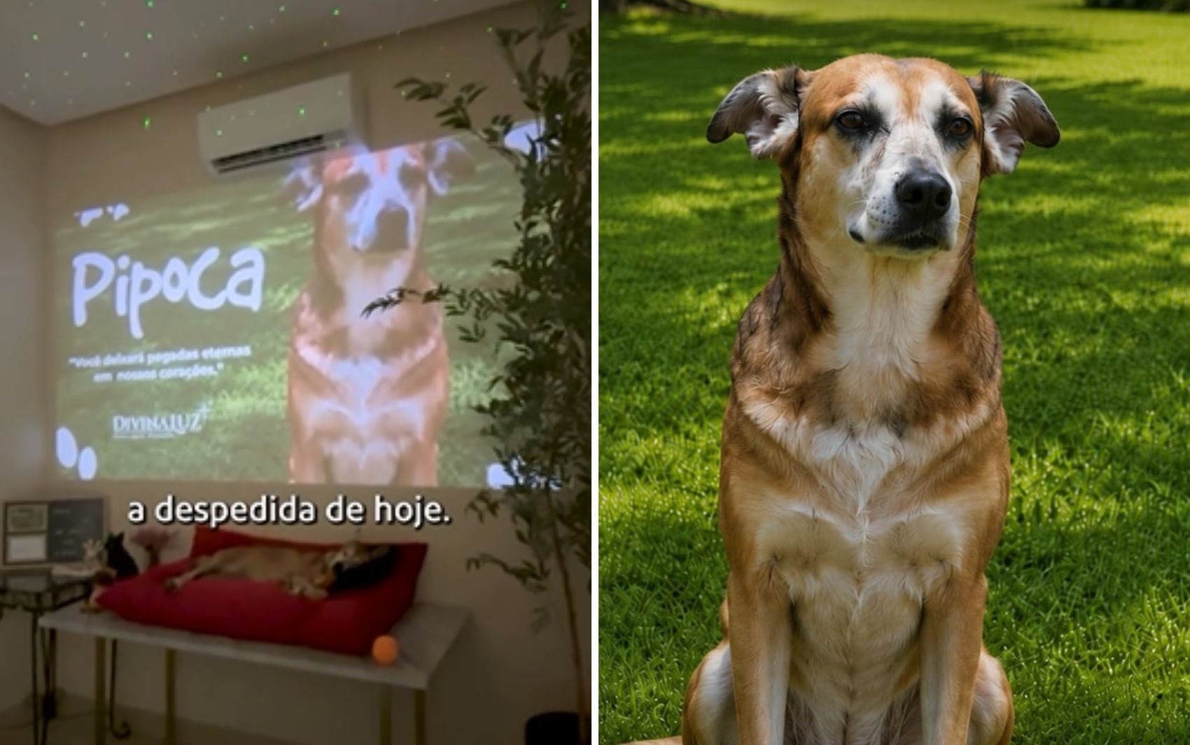 Despedida de pet em funerária emociona em Goiás: 'Não tem como não chorar'
