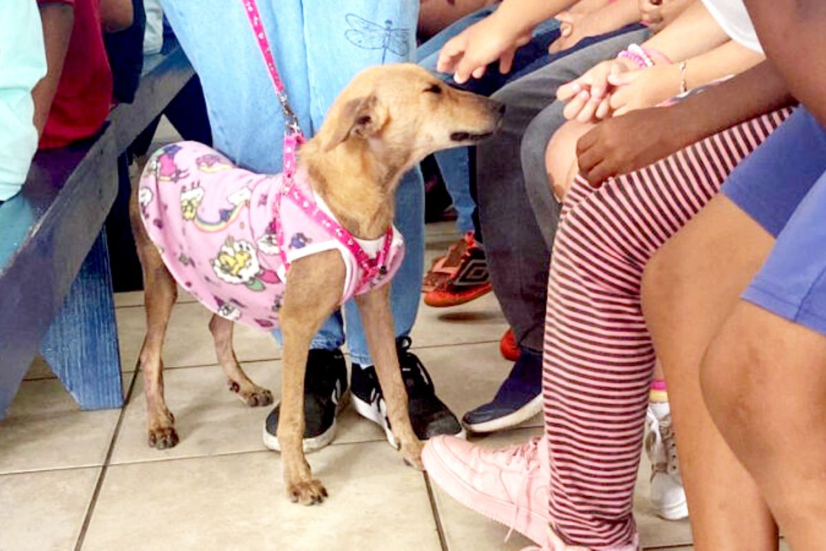 Prefeitura de Itanhaém lança projeto para conscientizar crianças sobre cuidados com animais; entenda