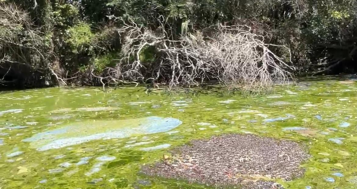 Água com lodo, crostas e cheiro ruim em riacho preocupa pescadores de Tapes; veja vídeo 